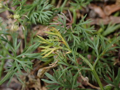 Cyclospermum