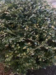 Buxus sempervirens