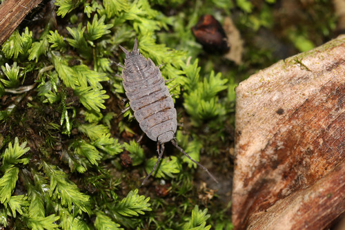 Six-striped Woodlouse