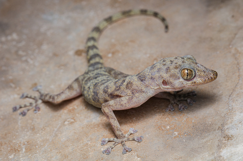 Asaccus granularis