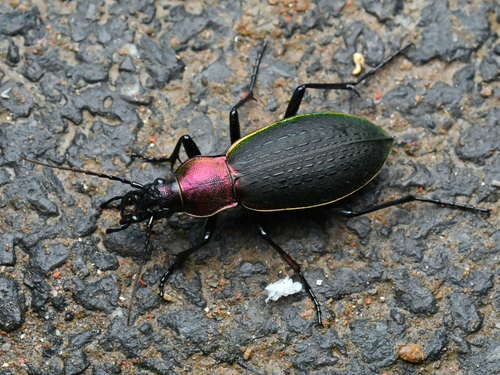 Carabus jankowskii