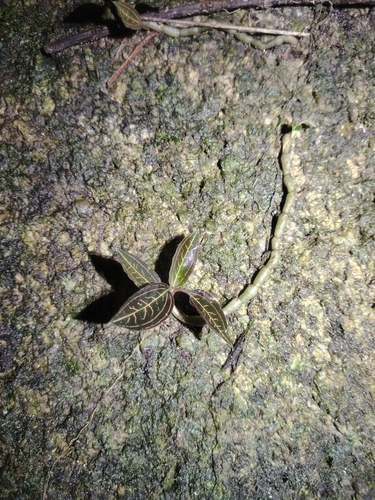 Ludisia discolor, photograph 4