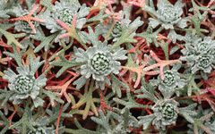 Saxifraga pentadactylis, photograph (c) Borja Fierro, some rights reserved (CC BY)