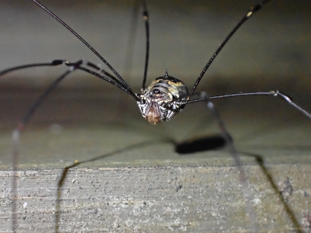 背斑偽盾刺盲蛛 (Pseudogagrella dorsomaculata)