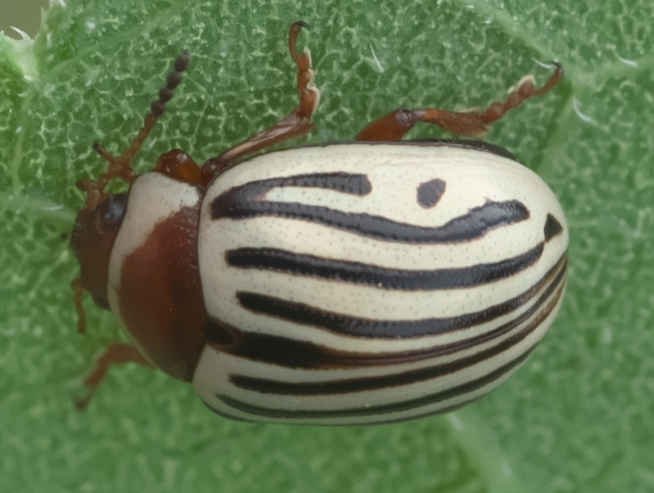 Sunflower beetle