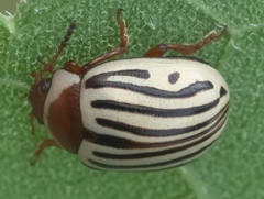 Zygogramma exclamationis