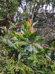 Phyllocladus aspleniifolius