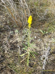 Solidago confinis