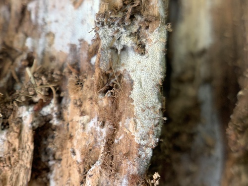 Representative image of Fibrodontia gossypina