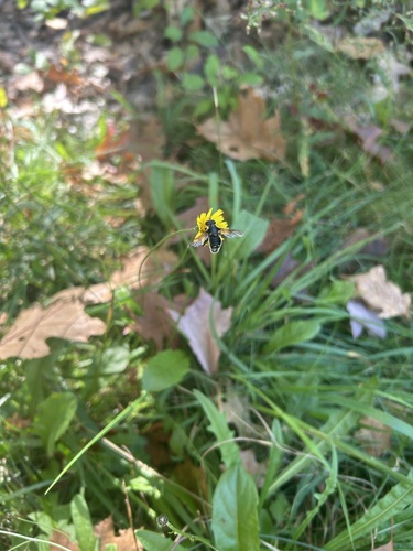 Unknown species found near The University of Maine, Orono, ME, US