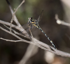 Austroepigomphus praeruptus
