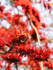Barnebydendron riedelii