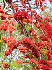 Barnebydendron riedelii