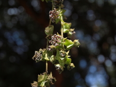 Polylepis racemosa