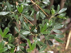 Polylepis racemosa