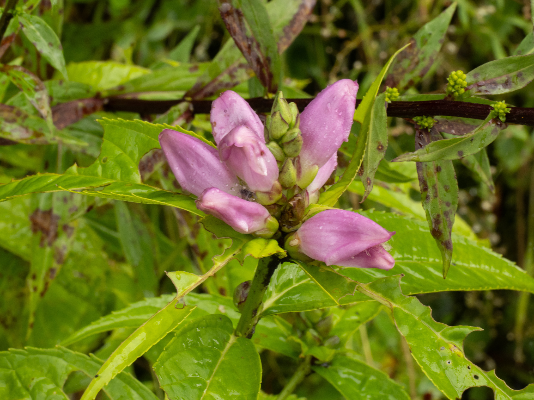 Erwin's Turtlehead (Chelone erwiniae)