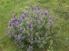 Lupinus paniculatus paniculatus