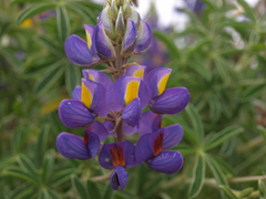 Lupinus paniculatus paniculatus