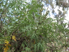 Ambrosia arborescens