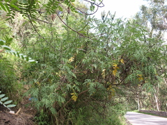 Ambrosia arborescens