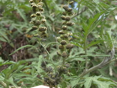 Ambrosia arborescens