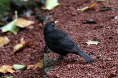 Turdus merula azorensis