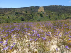 Thereianthus spicatus