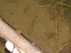 Characiformes