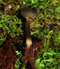 Helvellaceae