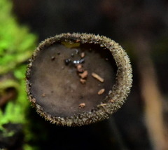 Helvellaceae