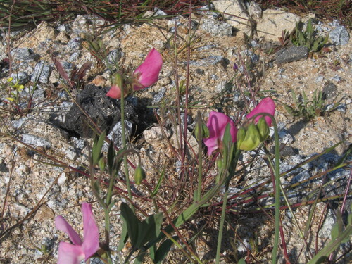 Lathyrus odoratus