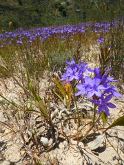 Thereianthus spicatus