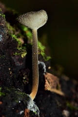 Helvellaceae