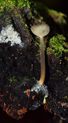 Helvellaceae