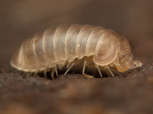 Onomeris australora