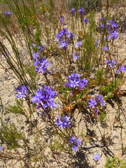 Thereianthus spicatus