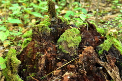 Helvellaceae