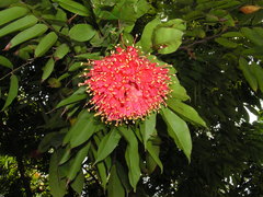 Brownea grandiceps