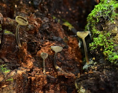 Helvellaceae