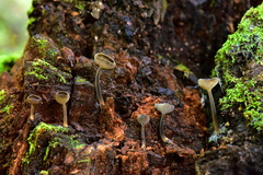 Helvellaceae
