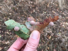 Cynips multipunctata