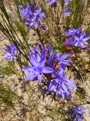 Thereianthus spicatus