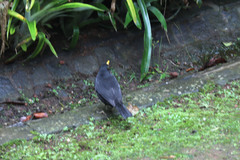 Turdus merula azorensis