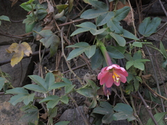 Passiflora tripartita mollissima