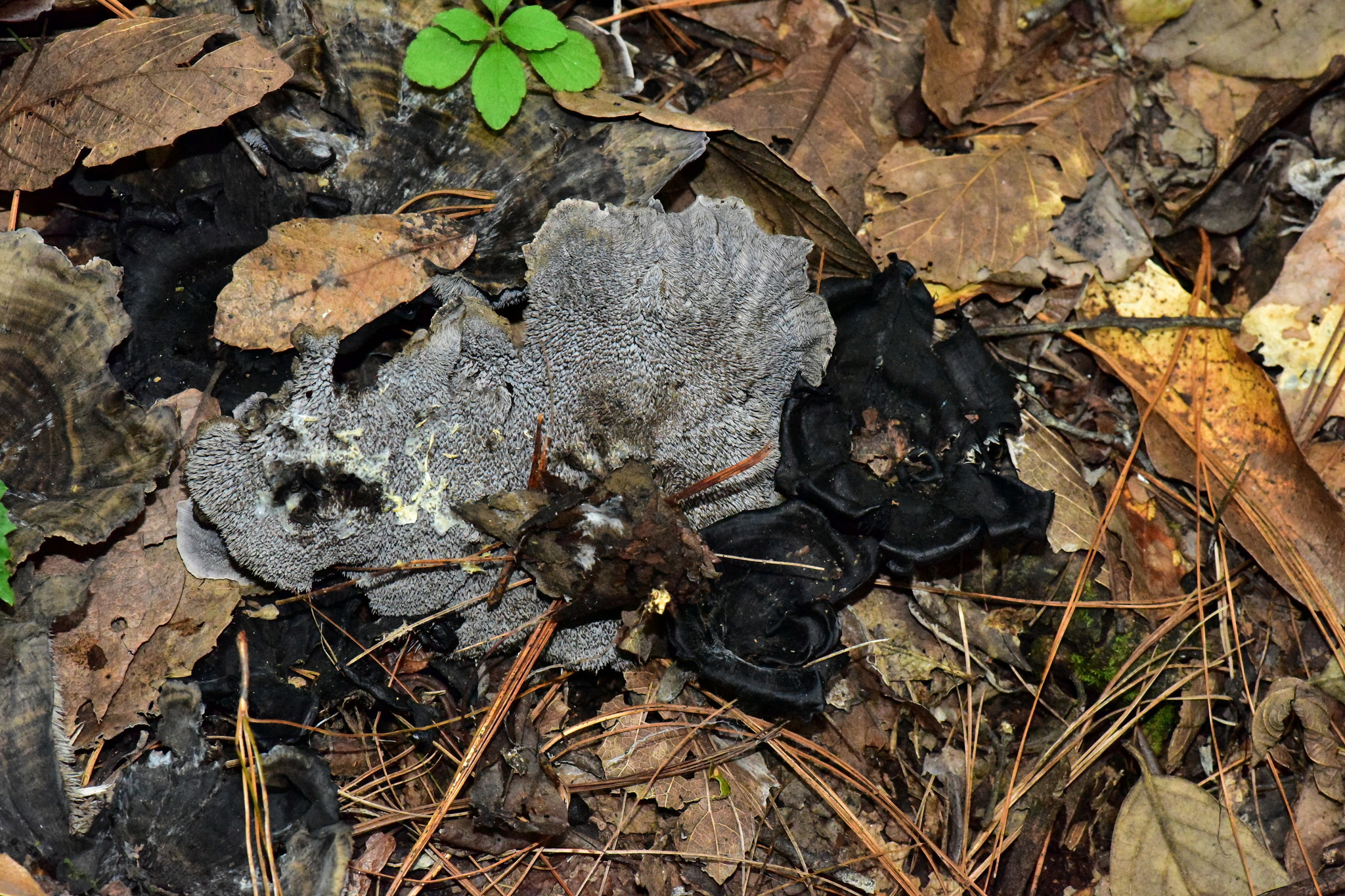 Hydnellum suaveolens image