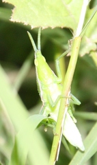 Atractomorpha australis