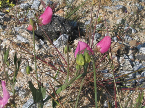 Lathyrus odoratus