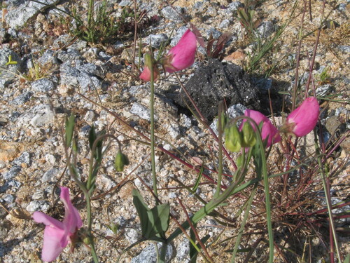 Lathyrus odoratus