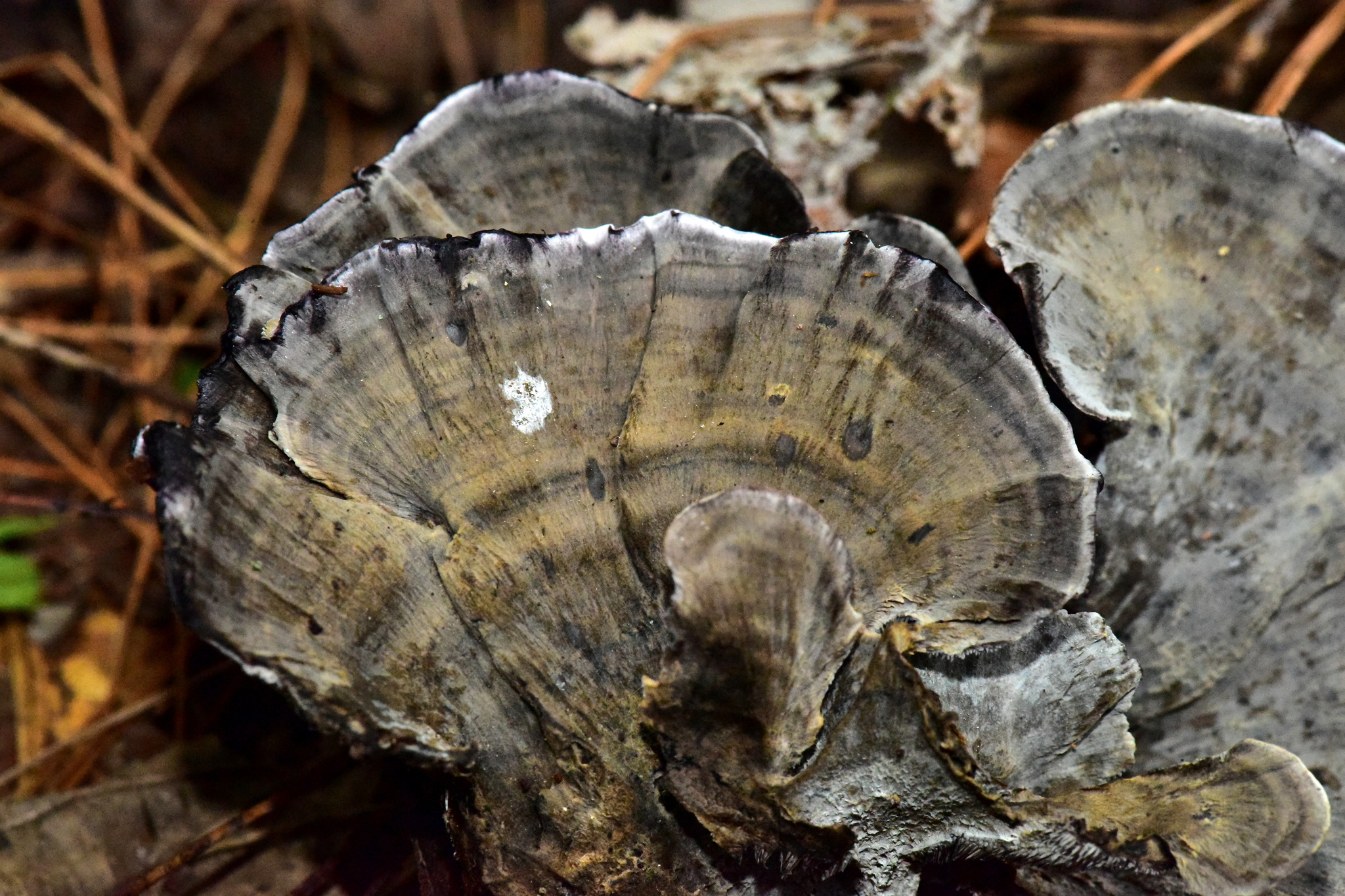 Hydnellum suaveolens image