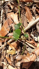 Echinostephia aculeata